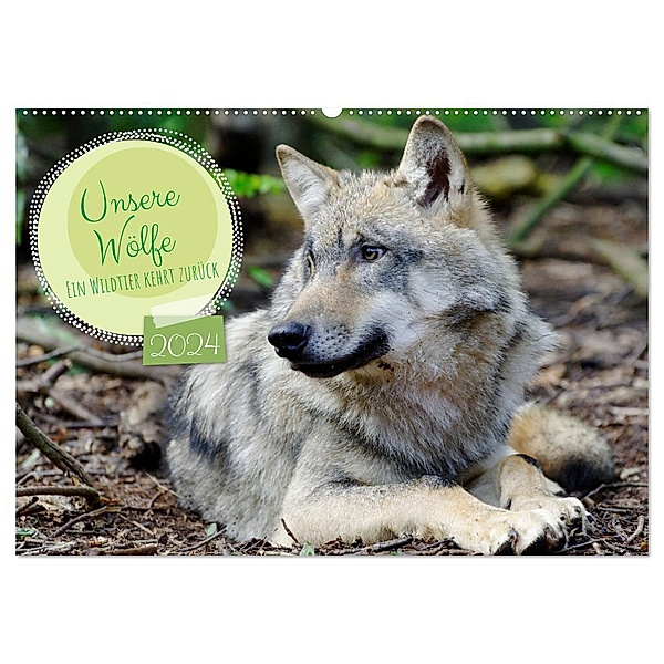 Unsere Wölfe - Ein Wildtier kehrt zurück (Wandkalender 2024 DIN A2 quer), CALVENDO Monatskalender, Angela Rohde