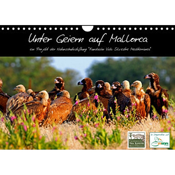 Unter Geiern auf Mallorca: Ein Projekt der Naturschutzstiftung Vida Silvestre Mediterránea (Wandkalender 2022 DIN A4 que, FVSM