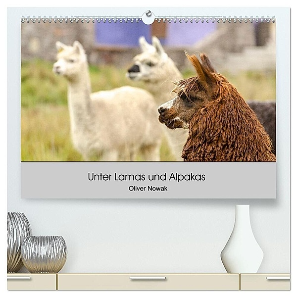 Unter Lamas und Alpakas (hochwertiger Premium Wandkalender 2024 DIN A2 quer), Kunstdruck in Hochglanz, Oliver Nowak