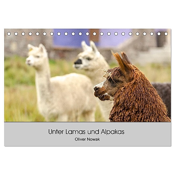 Unter Lamas und Alpakas (Tischkalender 2024 DIN A5 quer), CALVENDO Monatskalender, Oliver Nowak