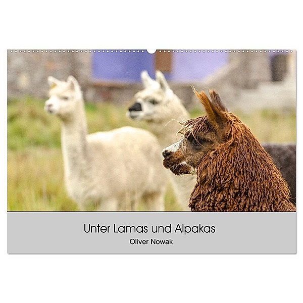 Unter Lamas und Alpakas (Wandkalender 2024 DIN A2 quer), CALVENDO Monatskalender, Oliver Nowak