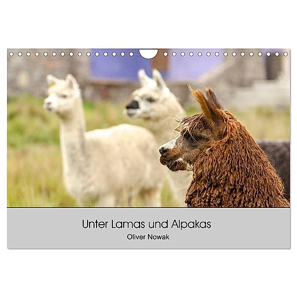 Unter Lamas und Alpakas (Wandkalender 2024 DIN A4 quer), CALVENDO Monatskalender, Oliver Nowak