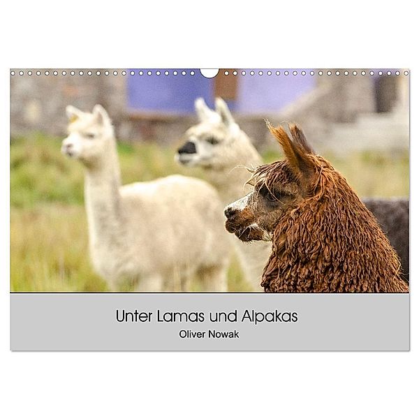 Unter Lamas und Alpakas (Wandkalender 2025 DIN A3 quer), CALVENDO Monatskalender, Calvendo, Oliver Nowak