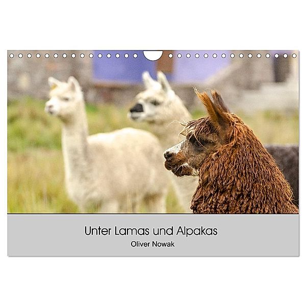 Unter Lamas und Alpakas (Wandkalender 2025 DIN A4 quer), CALVENDO Monatskalender, Calvendo, Oliver Nowak