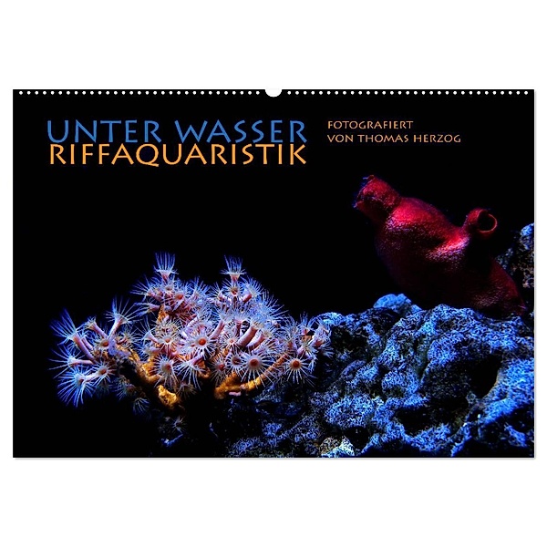 UNTER WASSER Riffaquaristik (Wandkalender 2024 DIN A2 quer), CALVENDO Monatskalender, www.bild-erzaehler.com, Thomas Herzog
