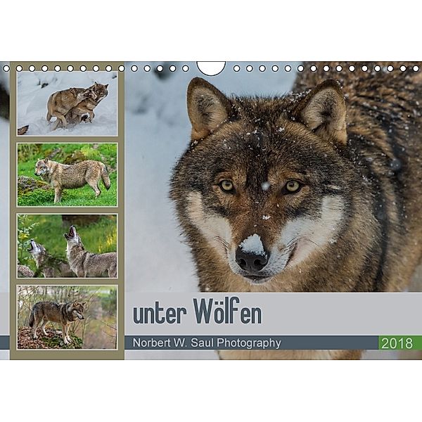 unter WölfenCH-Version (Wandkalender 2018 DIN A4 quer) Dieser erfolgreiche Kalender wurde dieses Jahr mit gleichen Bilde, Norbert W. Saul