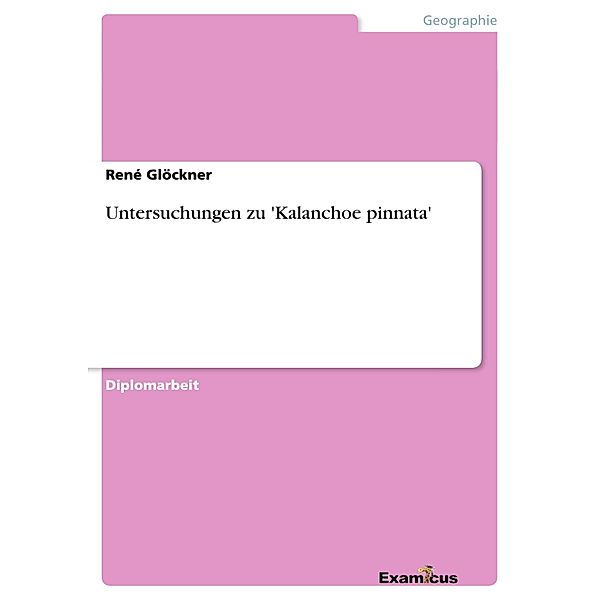 Untersuchungen zu 'Kalanchoe pinnata', René Glöckner