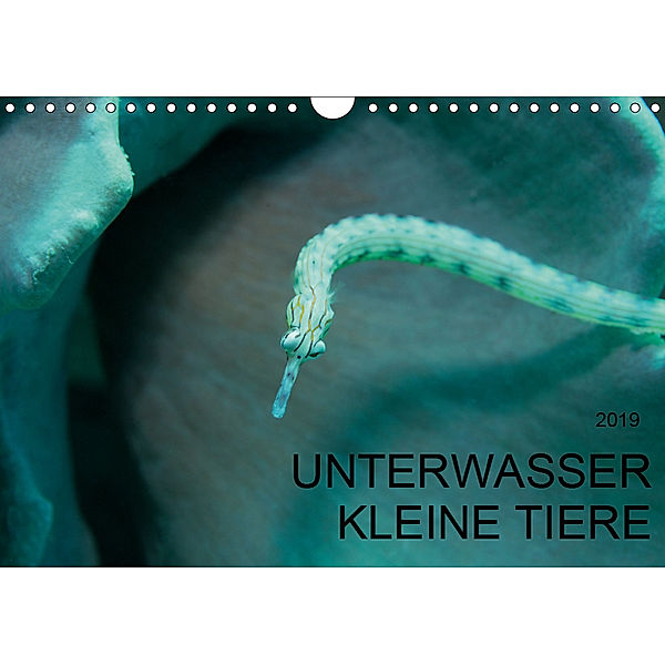 UNTERWASSER KLEINE TIERE (Wandkalender 2019 DIN A4 quer), Karsten Schulze