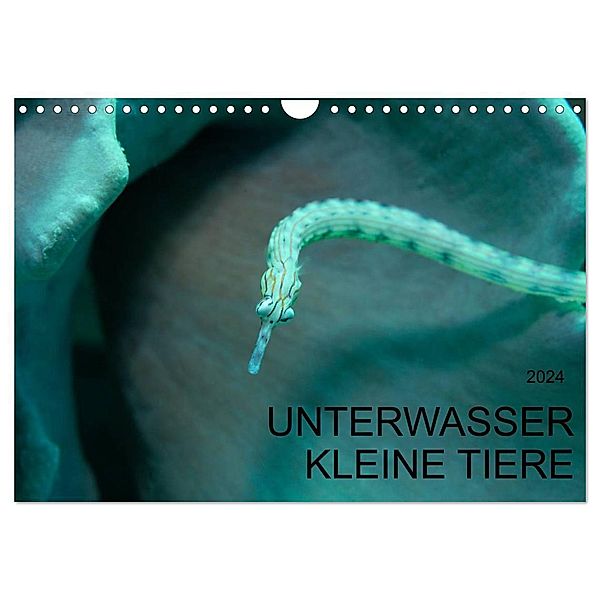 UNTERWASSER KLEINE TIERE (Wandkalender 2024 DIN A4 quer), CALVENDO Monatskalender, Karsten Schulze