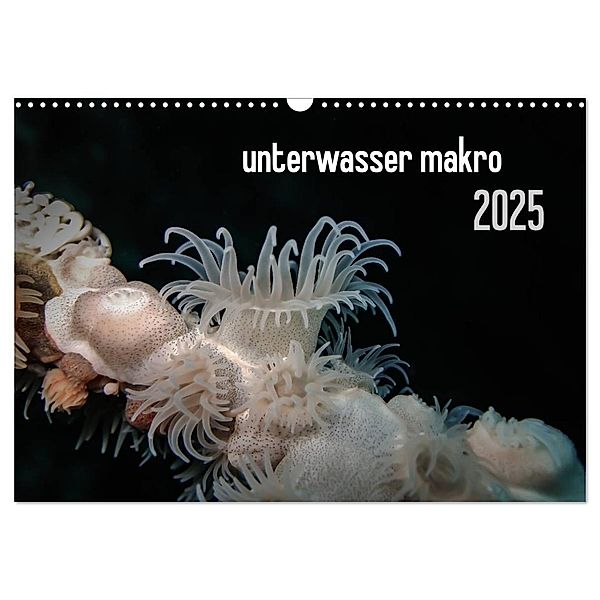 unterwasser makro 2025 (Wandkalender 2025 DIN A3 quer), CALVENDO Monatskalender, Calvendo, Claudia Weber-Gebert