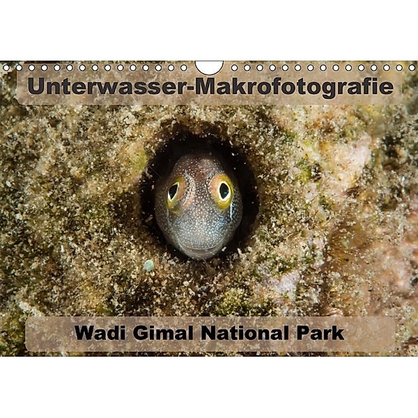 Unterwasser-Makrofotografie Wadi Gimal National Park (Wandkalender 2017 DIN A4 quer), Michael Tschierschky