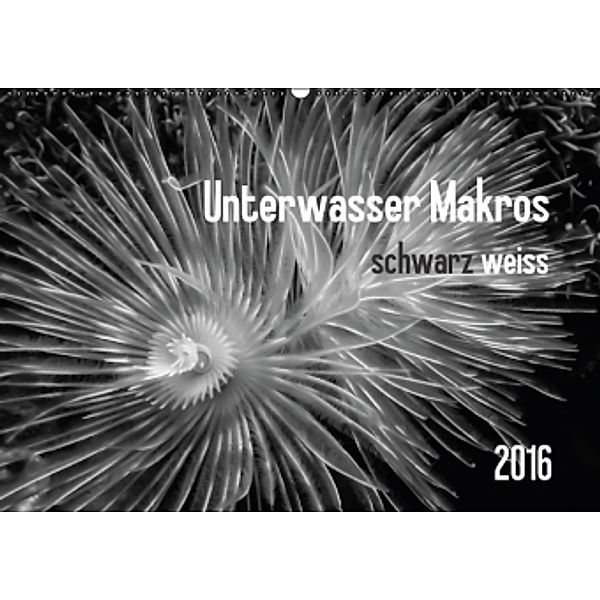 Unterwasser Makros - schwarz weiss 2016 (Wandkalender 2016 DIN A2 quer), Claudia Weber-Gebert