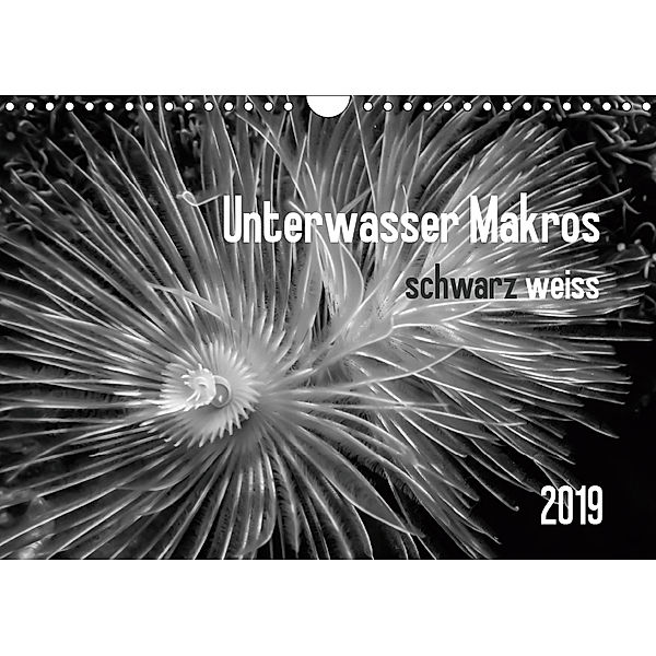 Unterwasser Makros - schwarz weiss 2019 (Wandkalender 2019 DIN A4 quer), Claudia Weber-Gebert