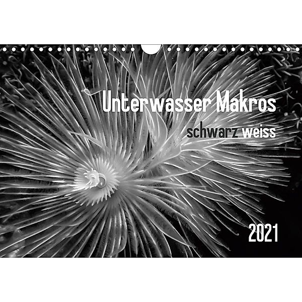 Unterwasser Makros - schwarz weiss 2021 (Wandkalender 2021 DIN A4 quer), Claudia Weber-Gebert
