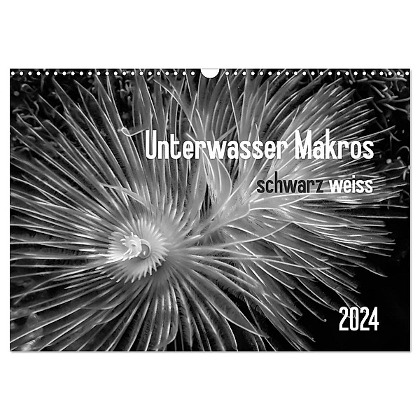 Unterwasser Makros - schwarz weiss 2024 (Wandkalender 2024 DIN A3 quer), CALVENDO Monatskalender, Claudia Weber-Gebert