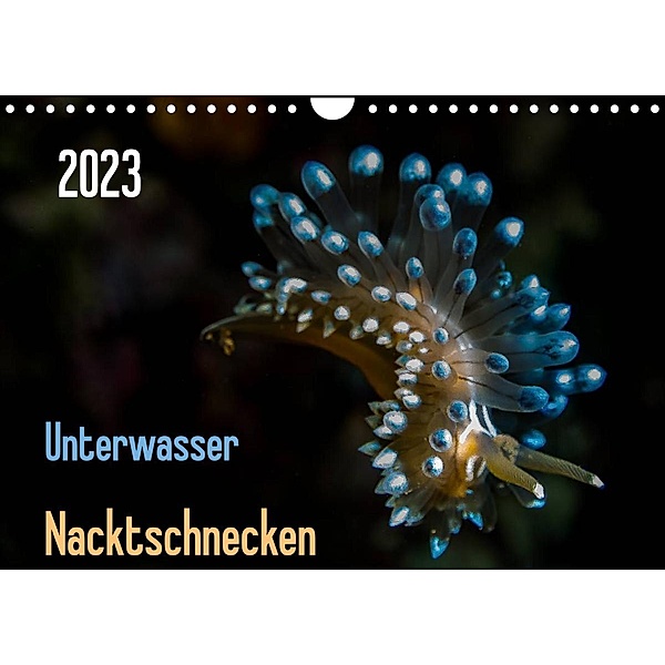 Unterwasser - Nacktschnecken  2023 (Wandkalender 2023 DIN A4 quer), Claudia Weber-Gebert