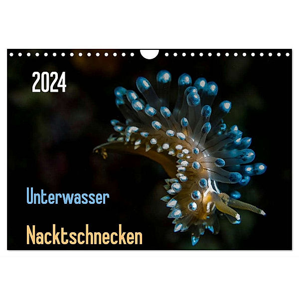 Unterwasser - Nacktschnecken 2024 (Wandkalender 2024 DIN A4 quer), CALVENDO Monatskalender, Claudia Weber-Gebert