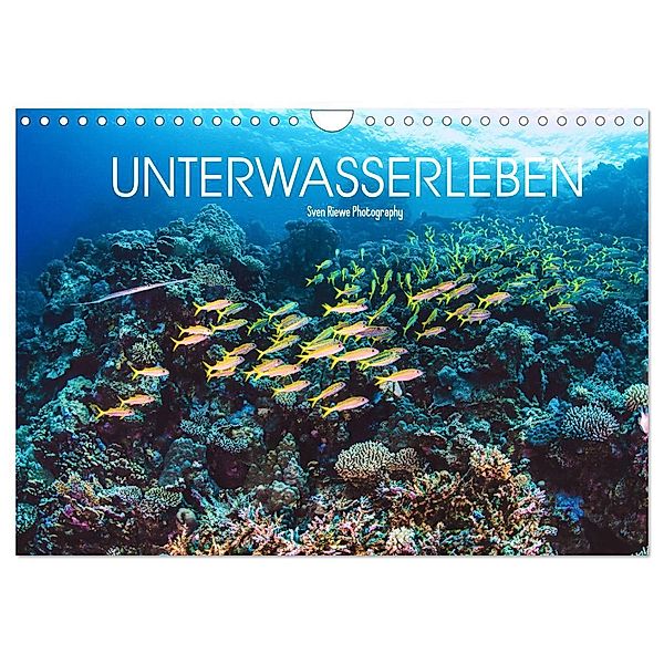 Unterwasserleben (Wandkalender 2024 DIN A4 quer), CALVENDO Monatskalender, Sven Riewe