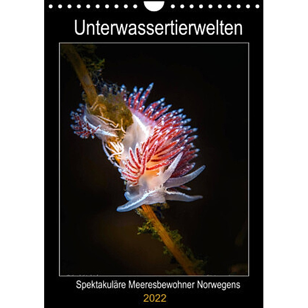 Unterwassertierwelten (Wandkalender 2022 DIN A4 hoch), frank friedrich