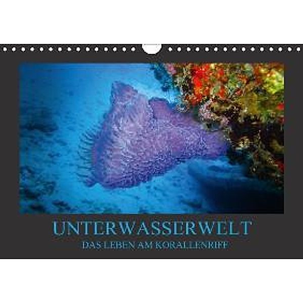 Unterwasserwelt - Das Leben am Korallenriff (Wandkalender 2015 DIN A4 quer), Dirk Meutzner