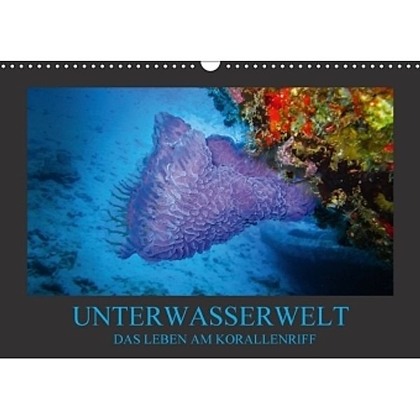 Unterwasserwelt - Das Leben am Korallenriff (Wandkalender 2017 DIN A3 quer), Dirk Meutzner