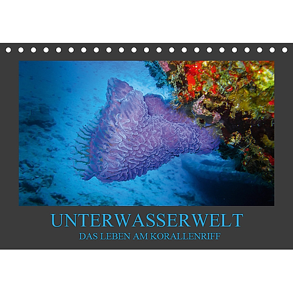Unterwasserwelt - Das Leben am Korallenriff (Tischkalender 2019 DIN A5 quer), Dirk Meutzner