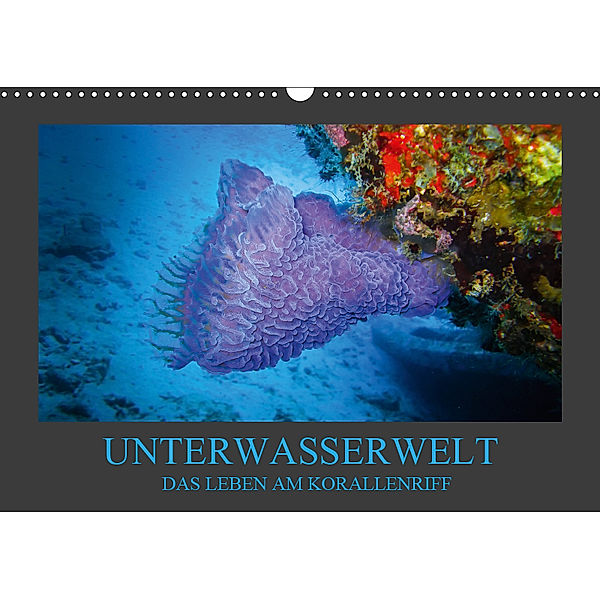 Unterwasserwelt - Das Leben am Korallenriff (Wandkalender 2019 DIN A3 quer), Dirk Meutzner