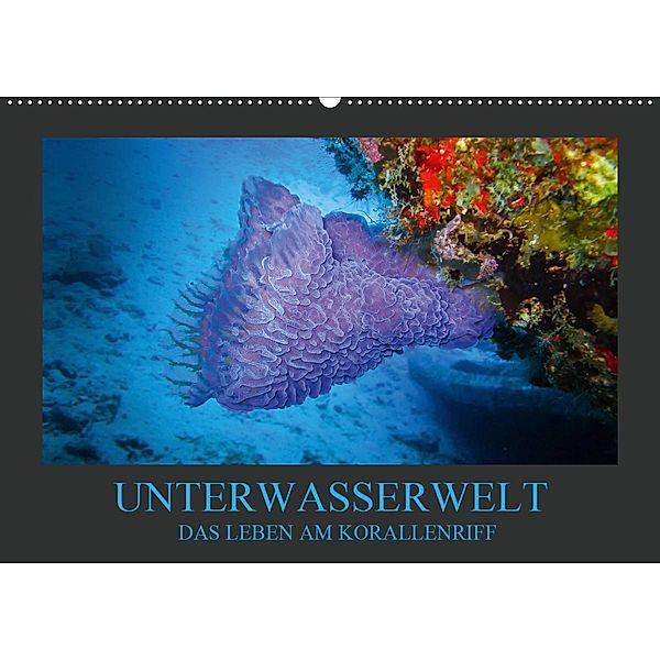 Unterwasserwelt - Das Leben am Korallenriff (Wandkalender 2020 DIN A2 quer), Dirk Meutzner