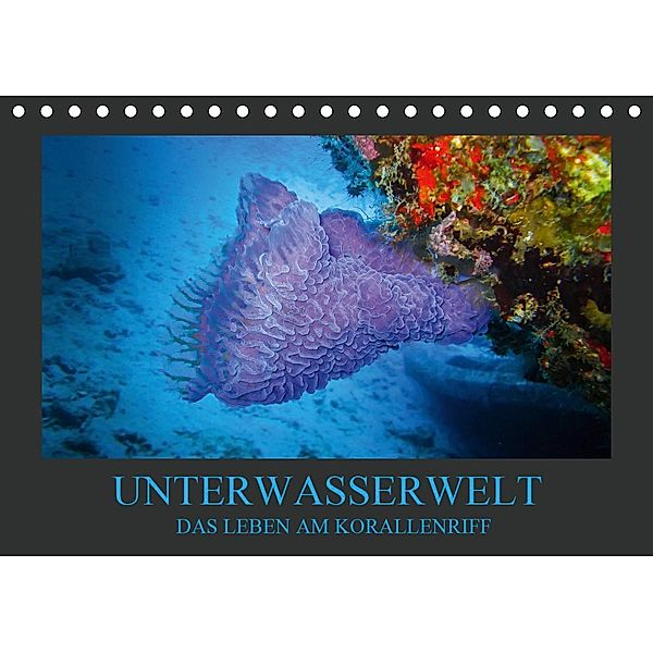 Unterwasserwelt - Das Leben am Korallenriff (Tischkalender 2021 DIN A5 quer), Dirk Meutzner