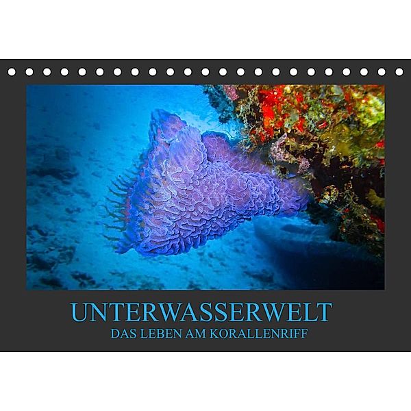 Unterwasserwelt - Das Leben am Korallenriff (Tischkalender 2023 DIN A5 quer), Dirk Meutzner