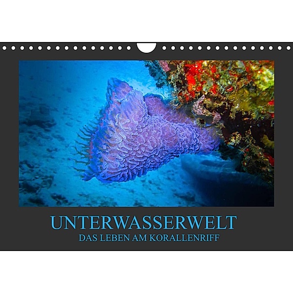 Unterwasserwelt - Das Leben am Korallenriff (Wandkalender 2023 DIN A4 quer), Dirk Meutzner