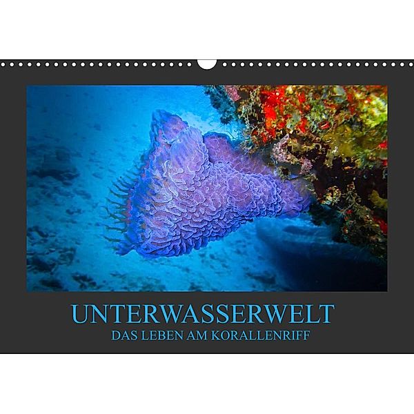 Unterwasserwelt - Das Leben am Korallenriff (Wandkalender 2023 DIN A3 quer), Dirk Meutzner