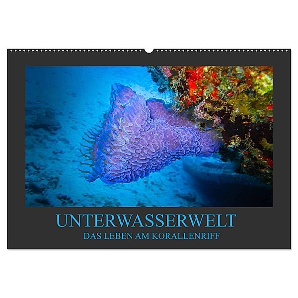 Unterwasserwelt - Das Leben am Korallenriff (Wandkalender 2024 DIN A2 quer), CALVENDO Monatskalender, Dirk Meutzner