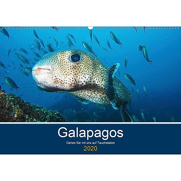 Unterwasserwelt Galapagos (Wandkalender 2020 DIN A2 quer), IAM photography