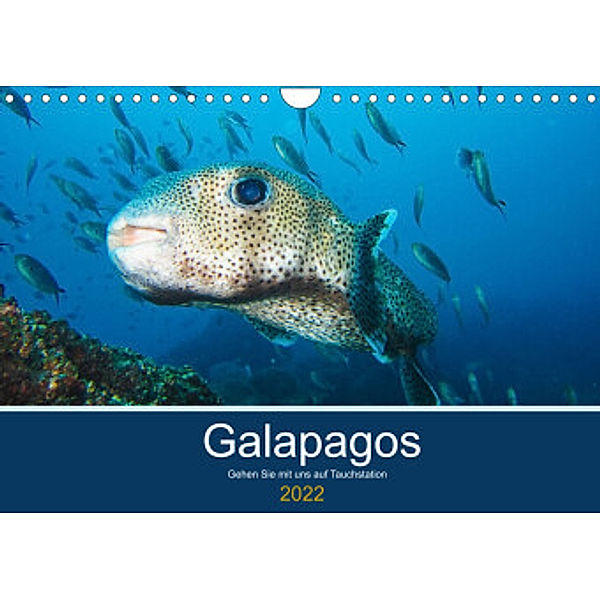 Unterwasserwelt Galapagos (Wandkalender 2022 DIN A4 quer), IAM photography