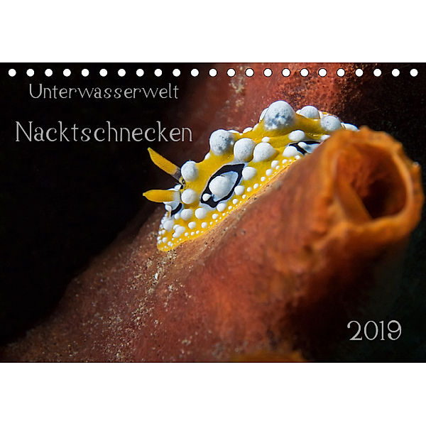 Unterwasserwelt Nacktschnecken (Tischkalender 2019 DIN A5 quer), Dorothea Oldani