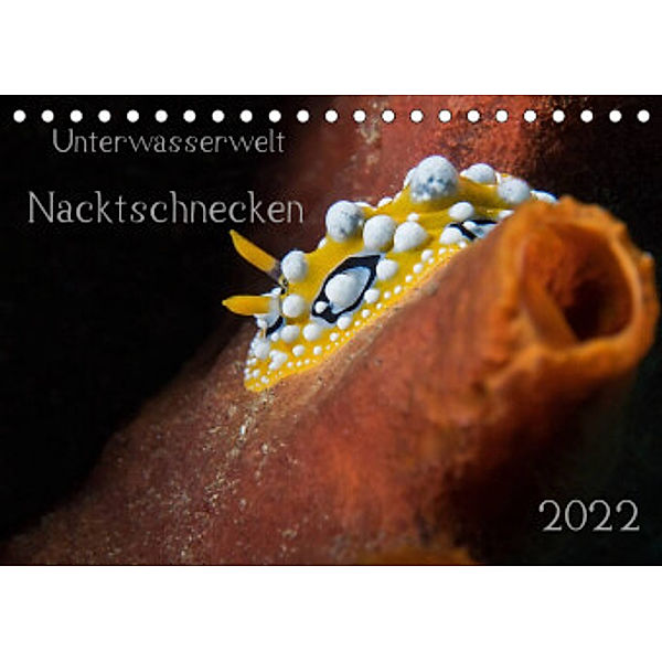 Unterwasserwelt Nacktschnecken (Tischkalender 2022 DIN A5 quer), Dorothea Oldani