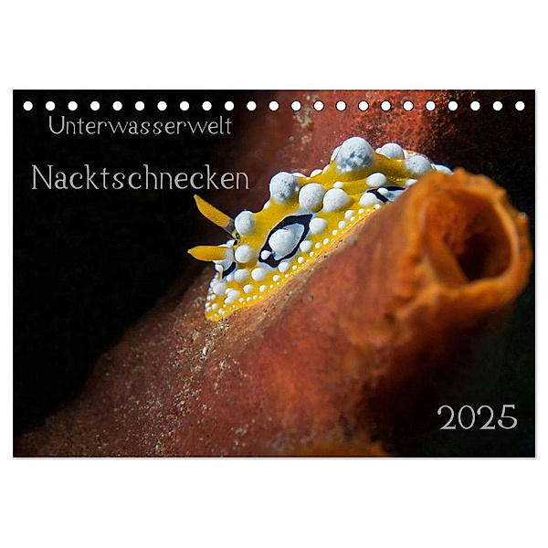 Unterwasserwelt Nacktschnecken (Tischkalender 2025 DIN A5 quer), CALVENDO Monatskalender, Calvendo, Dorothea Oldani