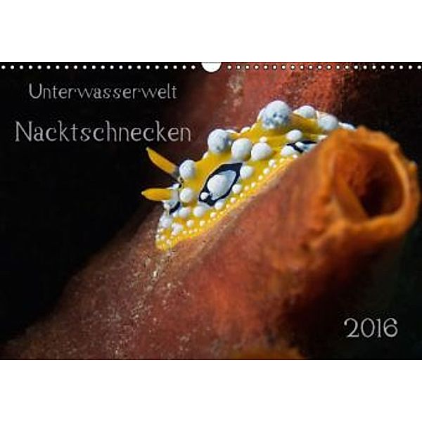 Unterwasserwelt Nacktschnecken (Wandkalender 2016 DIN A3 quer), Dorothea Oldani