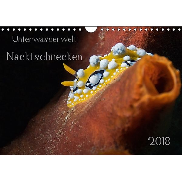 Unterwasserwelt Nacktschnecken (Wandkalender 2018 DIN A4 quer), Dorothea Oldani