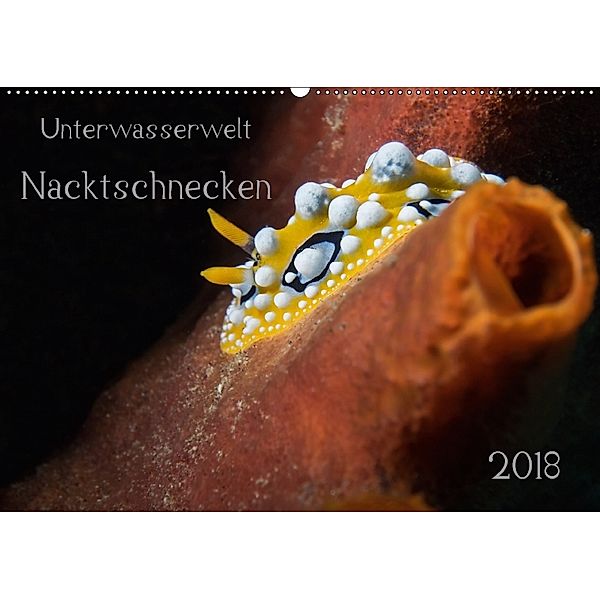 Unterwasserwelt Nacktschnecken (Wandkalender 2018 DIN A2 quer), Dorothea Oldani
