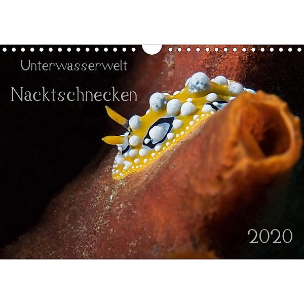 Unterwasserwelt Nacktschnecken (Wandkalender 2020 DIN A4 quer), Dorothea Oldani