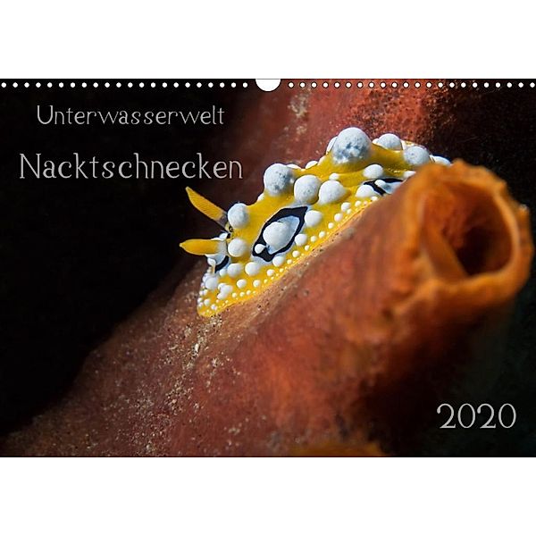 Unterwasserwelt Nacktschnecken (Wandkalender 2020 DIN A3 quer), Dorothea Oldani