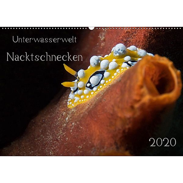 Unterwasserwelt Nacktschnecken (Wandkalender 2020 DIN A2 quer), Dorothea Oldani
