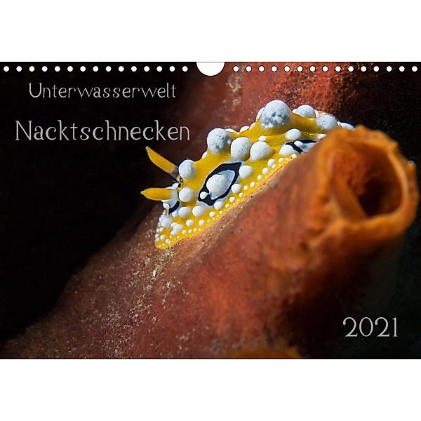 Unterwasserwelt Nacktschnecken (Wandkalender 2021 DIN A4 quer), Dorothea Oldani