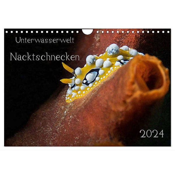 Unterwasserwelt Nacktschnecken (Wandkalender 2024 DIN A4 quer), CALVENDO Monatskalender, Dorothea Oldani