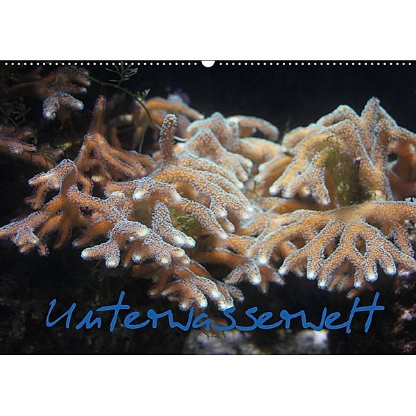 Unterwasserwelt (Wandkalender 2018 DIN A2 quer), Stefanie Wandt