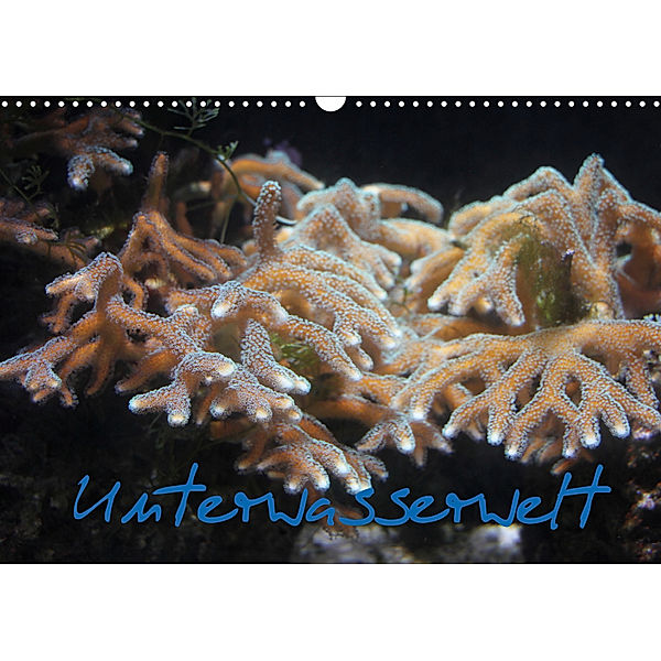 Unterwasserwelt (Wandkalender 2019 DIN A3 quer), Stefanie Wandt