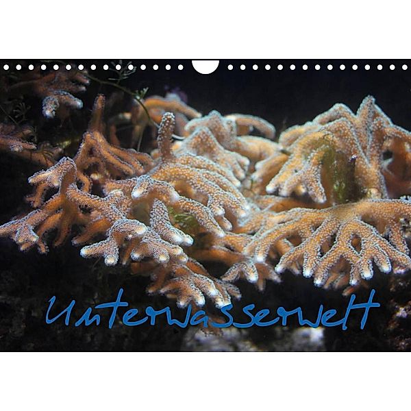 Unterwasserwelt (Wandkalender 2023 DIN A4 quer), Stefanie Wandt
