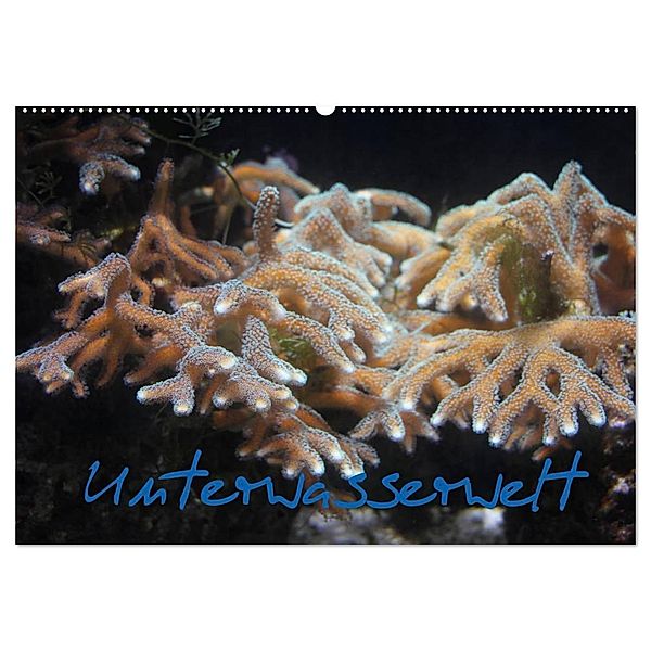 Unterwasserwelt (Wandkalender 2024 DIN A2 quer), CALVENDO Monatskalender, Stefanie Wandt